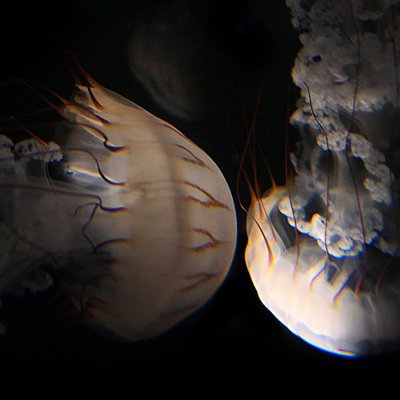 PDRD5898 Cropped(1)
